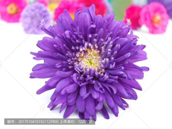 束菊花