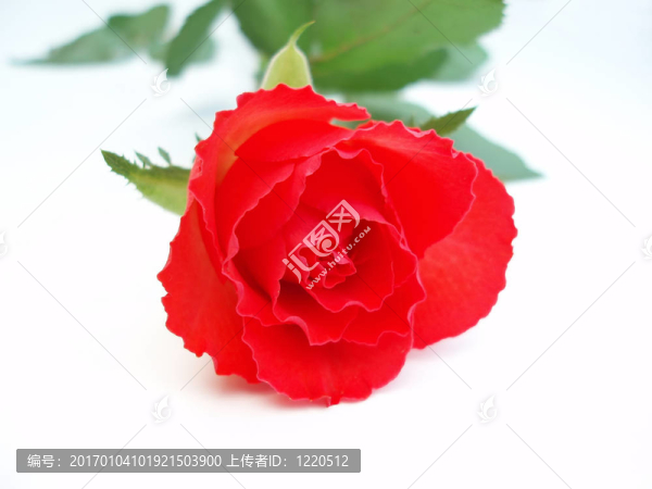 紅玫瑰在白壩上