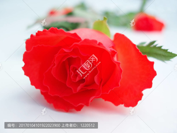 紅玫瑰在白壩上