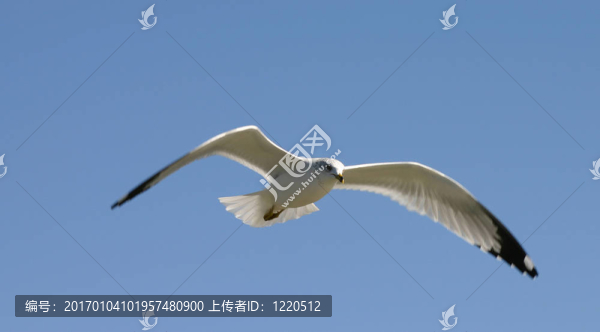 海鷗