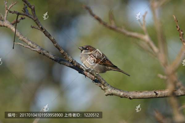 麻雀