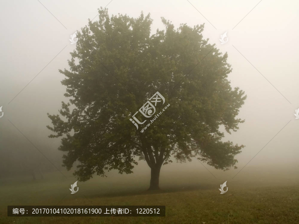 霧蒙蒙的早晨樹
