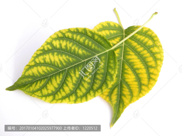 葉-匯圖網(wǎng) www.fosd68.com 葉