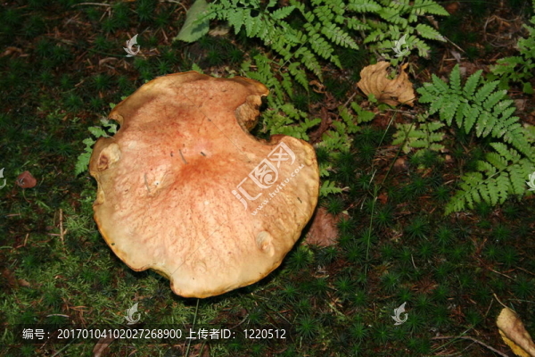 蘑菇與Fern