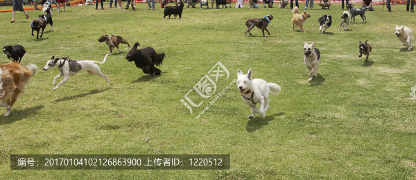 狗是松散的