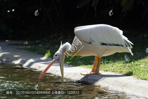 鵜鶘