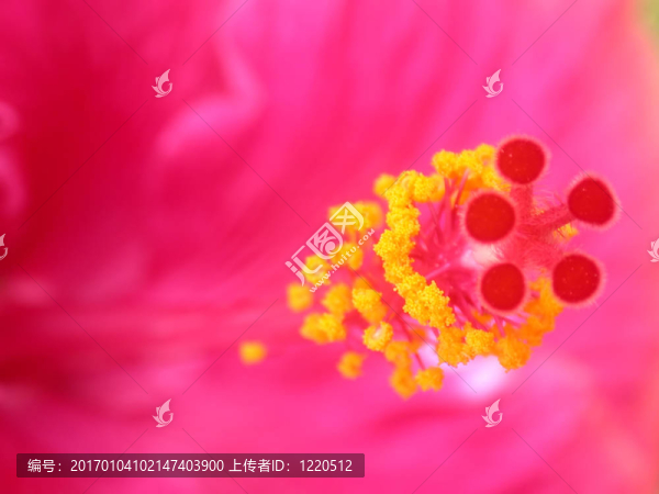 粉紅色的花