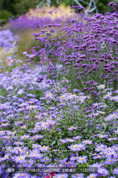 田野的花