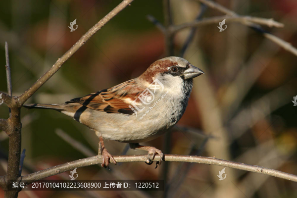 麻雀-匯圖網(wǎng) www.fosd68.com 麻雀