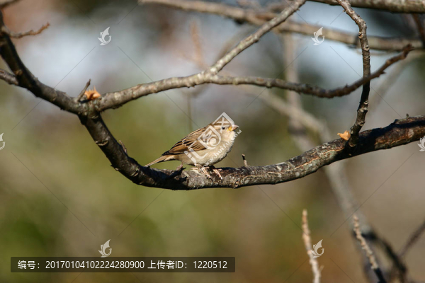 麻雀