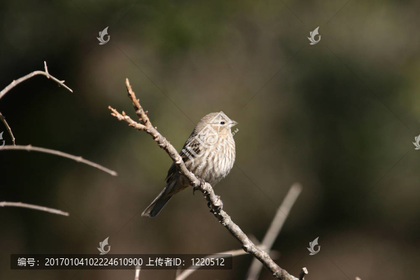 麻雀