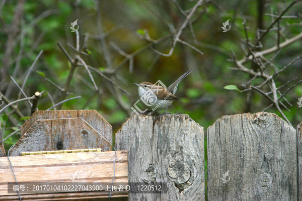 卡羅來(lái)納鷦鷯-匯圖網(wǎng) www.fosd68.com 卡羅來(lái)納鷦鷯