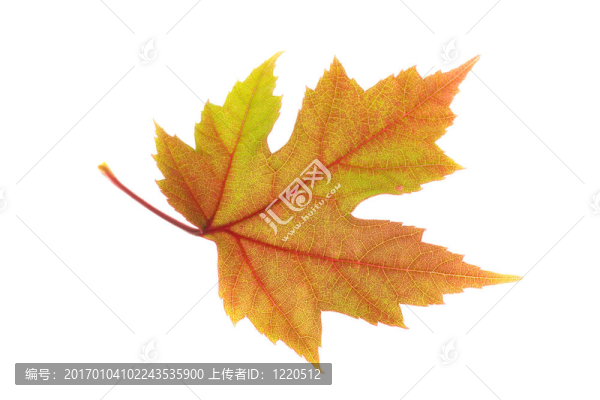橙紅色的楓葉