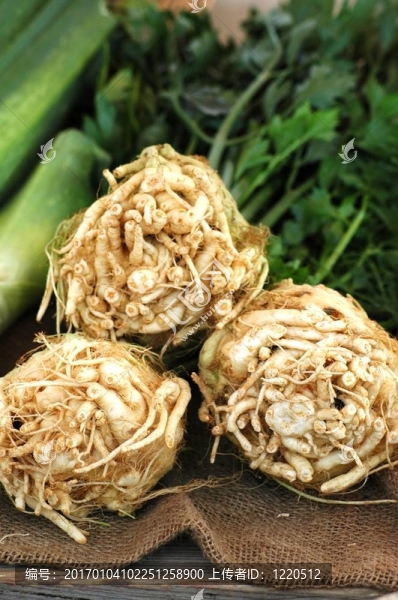 芹菜根