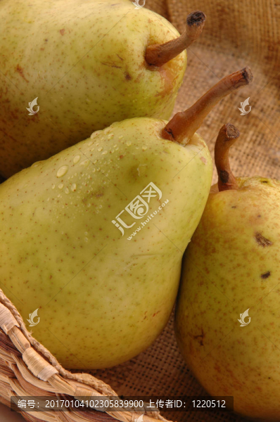 巴特利特梨垂直