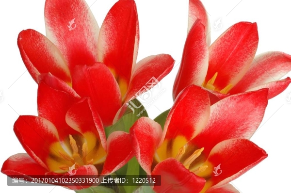 紅郁金香