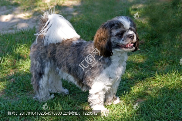 狗街的穆斯林湖