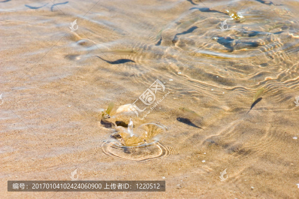 剛孵出的魚