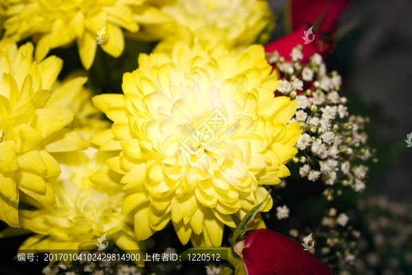 chrysanths和石膏