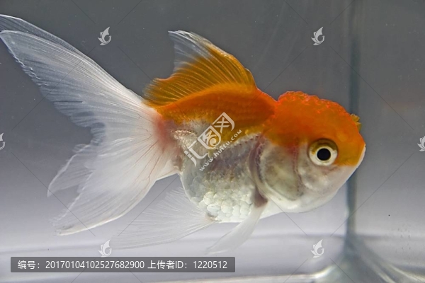 金魚