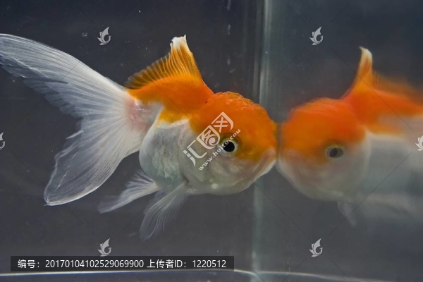 金魚