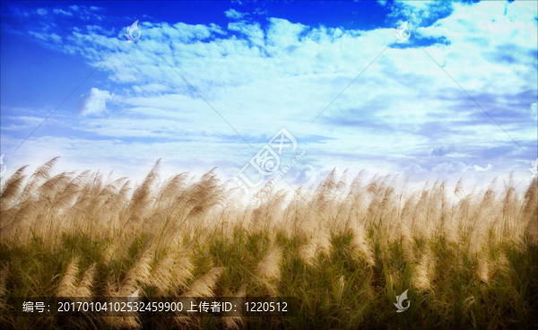 坎費(fèi)爾德花