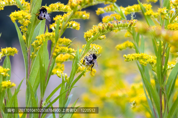 對黃花土蜂