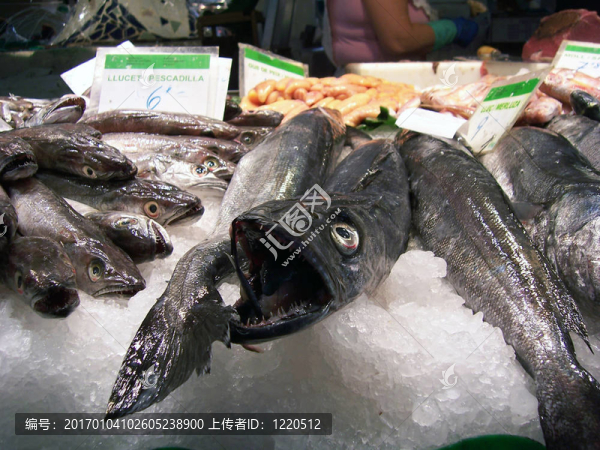 魚002