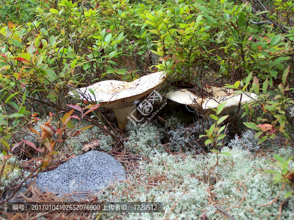 蘑菇-匯圖網(wǎng) www.fosd68.com 蘑菇