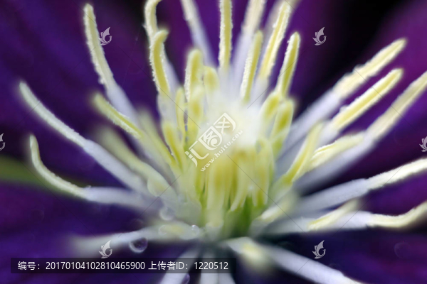 花蜜的雄蕊