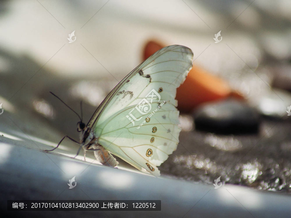 白色的蝴蝶-匯圖網(wǎng) www.fosd68.com 白色的蝴蝶