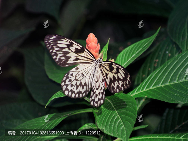 黑蝴蝶-匯圖網(wǎng) www.fosd68.com 黑蝴蝶