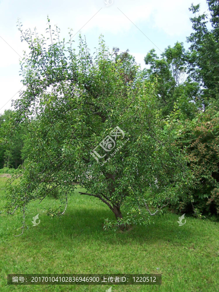 梨樹(shù)-匯圖網(wǎng) www.fosd68.com 梨樹(shù)