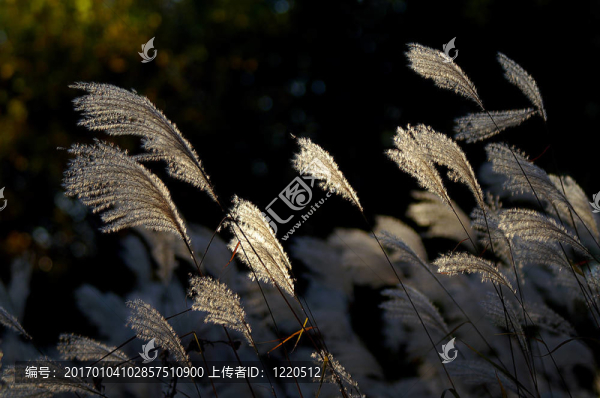 隨風(fēng)而去