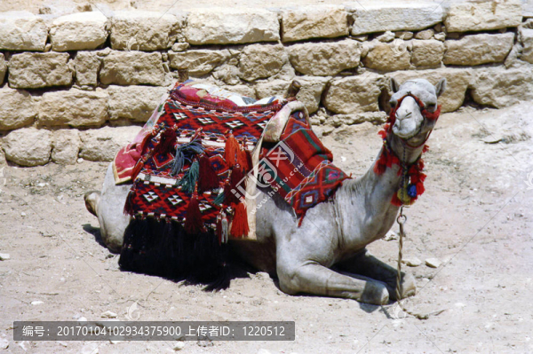 egyptian_dromedar