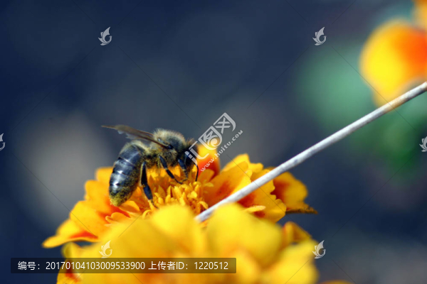 蜜蜂的工作