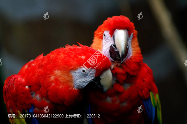 兩金剛鸚鵡