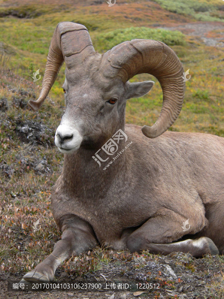 寧?kù)o的Bighorn,Sheep