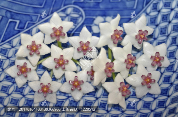 霍亞花