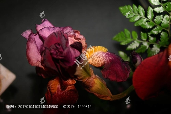 艾麗絲與Fern