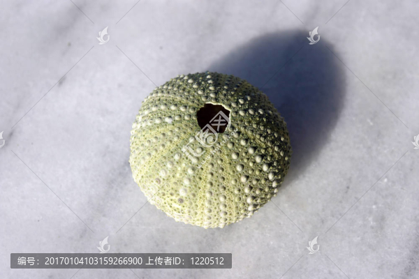 海膽的骨骼