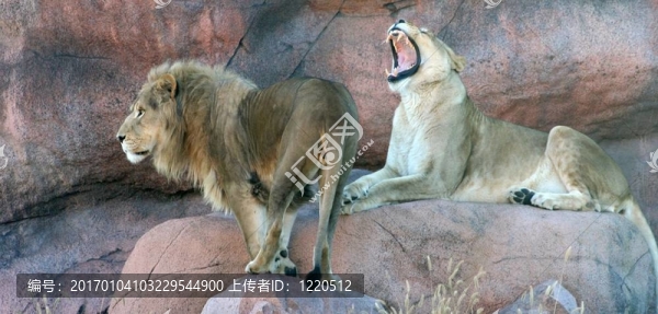 獅子