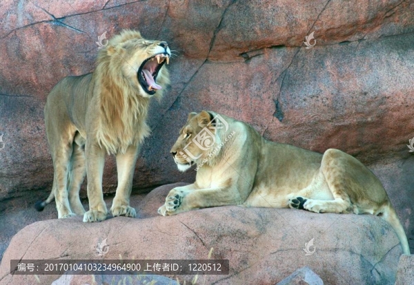 獅子