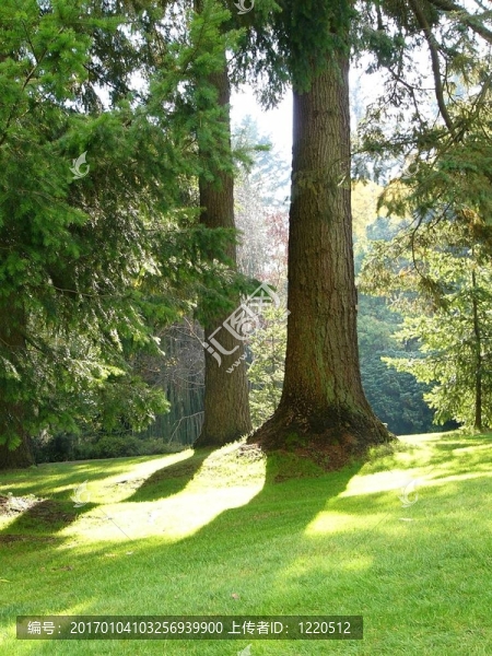 公園和樹