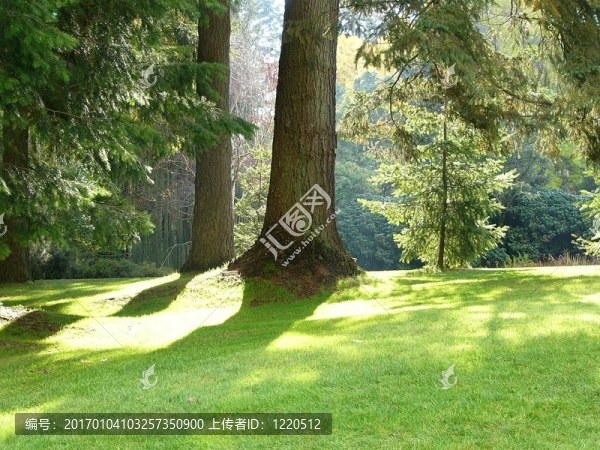 公園和樹
