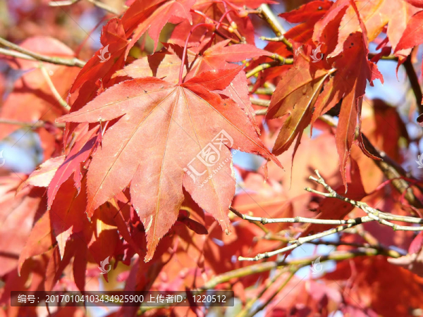 紅色的葉子