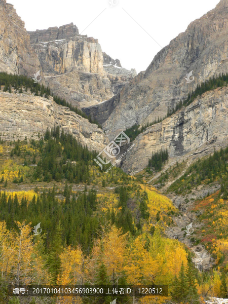 Canyon的葉子