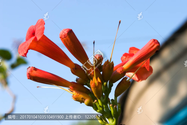 紅色的花