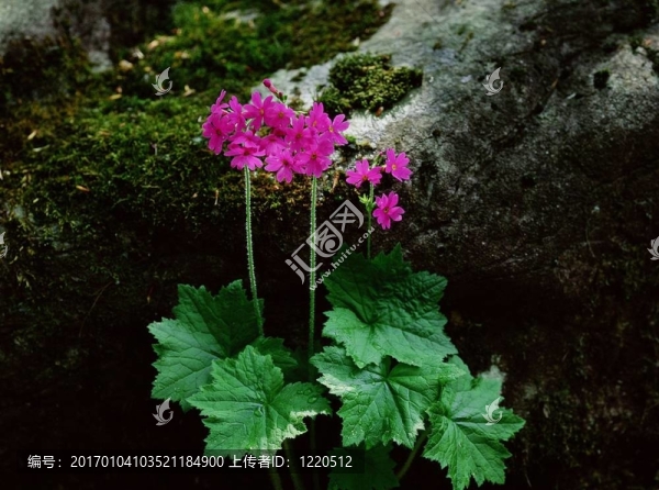 野生花卉
