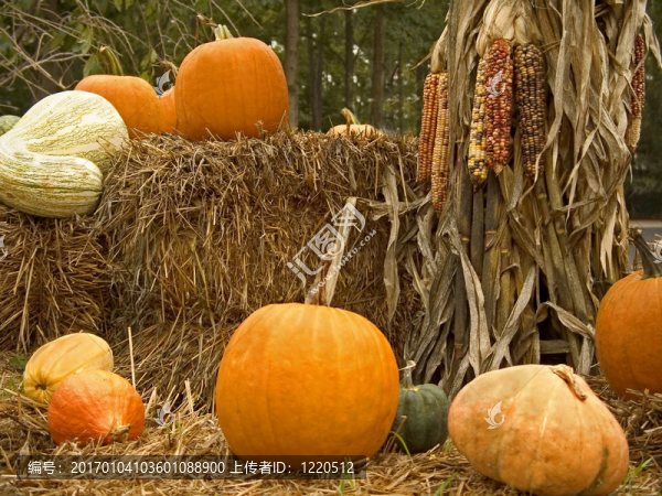 收獲顯示-匯圖網(wǎng) www.fosd68.com 收獲顯示